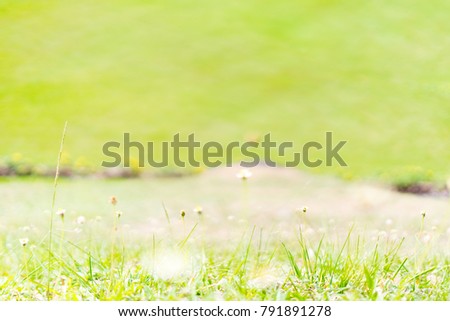Soft focus of Yellow flowers grass in Garden park.