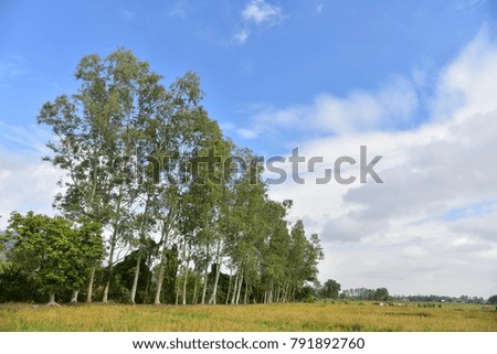 In the sunshine day, the sky is blue, cloud is white, rice field is yellow and eucalyptus trees stand  along beside. It look very bright.