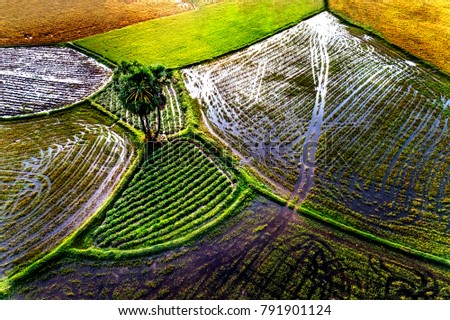 Top view or aerial shot of fresh green and yellow rice fields and Borassus flabellifer Tree .Ta Pa Rice Terrace in Tri ton County, An Giang province, Vietnam.