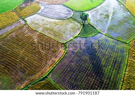 Royalty high quality free stock image aerial view of Borassus flabellifer and rice field at Ta Pa field, Tri Ton town, An Giang province, Vietnam 