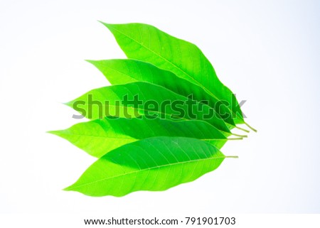 Green leaves of the plant of the Magnolia one white background