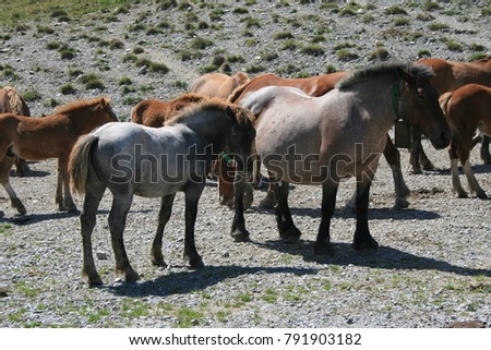 View of a cattle of brown horses in the Pyrenees mountains in France. Landscape with meadows, mountains, vegetation and animals during a sunny day. Symbol of nature. Picture taken near Andorra. 