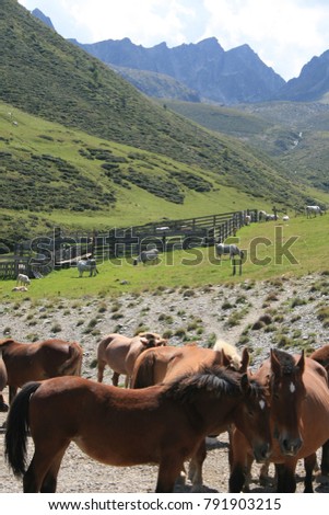 View of a cattle of brown horses in the Pyrenees mountains in France. Landscape with meadows, mountains, vegetation and animals during a sunny day. Symbol of nature. Picture taken near Andorra. 
