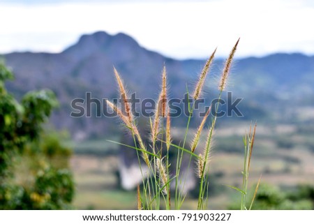 Close up brown grass flowers on blurred green tree,mountain and white sky background 