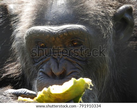 This is Africa - Monkeys - Chimpanzee - Gorilla - Baboon