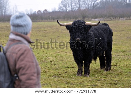 Highland on the pasture