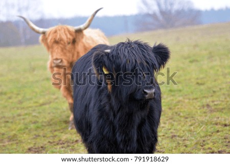 Highland on the pasture