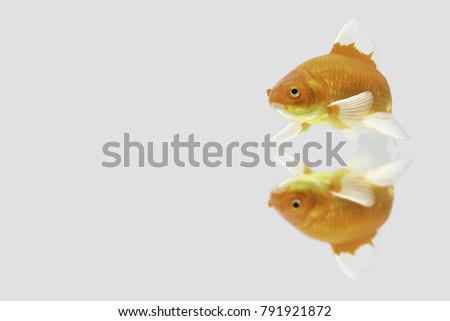 
Koi fish White gold