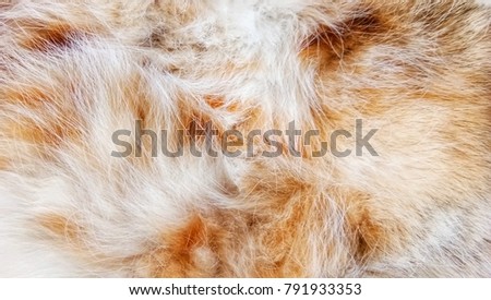animal hair a cat pattern background Royalty-Free Stock Photo #791933353