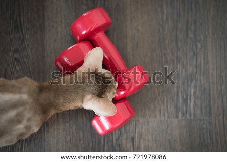 Abyssinian cat with two red dumbbells, a healthy lifestyle, top view on a wooden background.