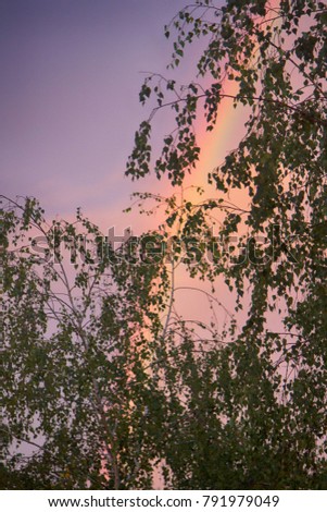 rainbow over the forest with birches. the simple beauty of nature after the rain in summer