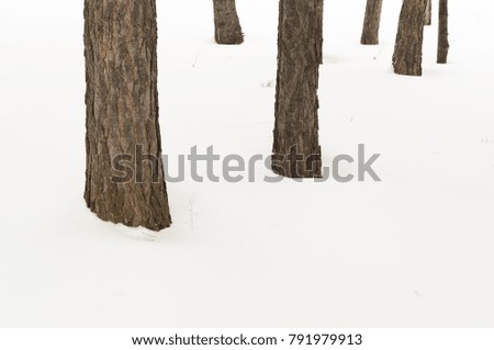 Trunks of trees in the snow, a picture in the style of minimalism