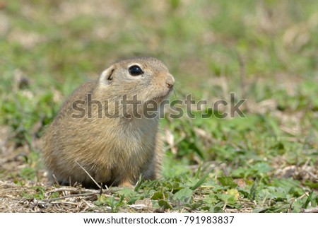 European Ground Squirrel or Souslik (Spermophilus  citellus) in Springtime, searching for Enemies