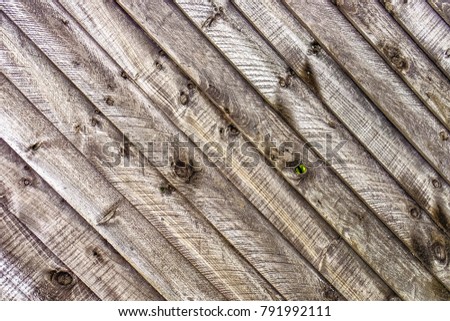 Texture of pine wood plank  , the beautiful  bark is used as a natural background. 