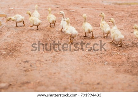Flock of baby ducks walking along a muddy dirty road in a traditional old village