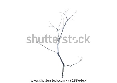 branche tree stand alone and waiting for wither on white background.