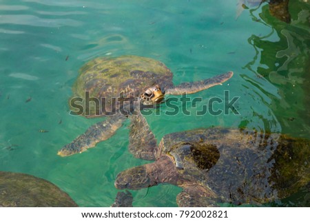 Old green turtles swimming in sea