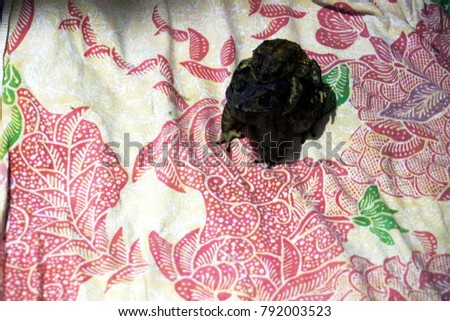Mother Common toad and her baby, bufo bufo, in front of pattern fabric background