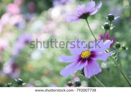 beautiful flower  nature
