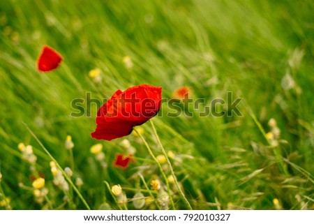 on the endless green field grows a fragrant red flower