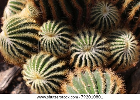 Cacti clustered for space
