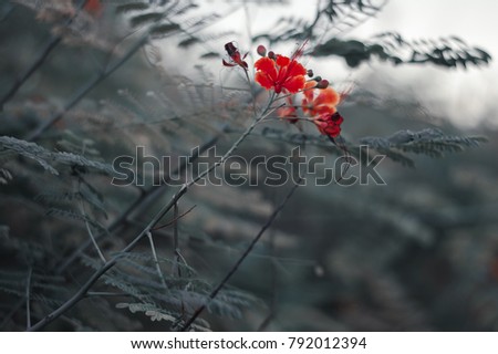 Red small flower and green leaves. Abstract photo of green bush with small bright flowers