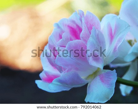 White-pink tulip on a pastel background.