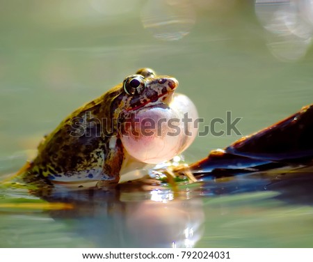Croaking frog on the water Royalty-Free Stock Photo #792024031