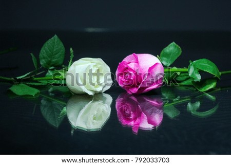 Beautiful romantic rose in pure color background.