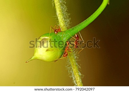 Group of red ant on leaf