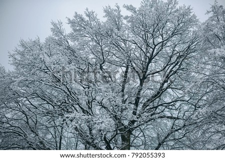 Tree branches in snow on foggy sky background. Winter nature, natural environment concept. Christmas, xmas, new year holidays celebration. Temperature, freezing, cold snap, snowfall.