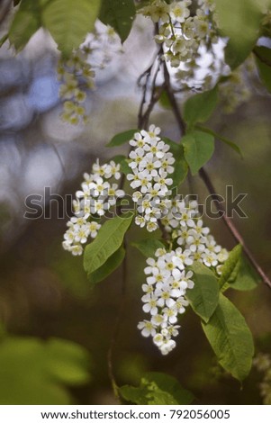 Bush white bird cherry closeup with small flowers in spring. For cards, calendars, women