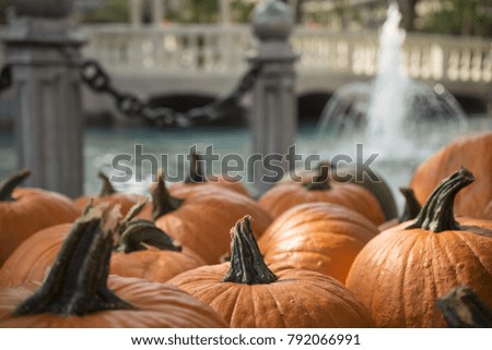 Orange pumpkin. A lot of pumpkins on the street. Beautiful photo with pumpkins