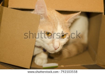 Curious pet cat play hide and seek in cartoon box. Close up on white cat head with yellow eyes.