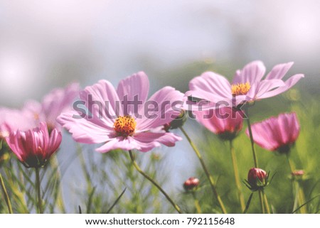 Soft focus blurred pink Cosmos flower fields in full bloom on garden background.
