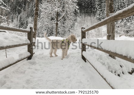 White young wire-haired dog of spinone italiano breed poses over a snowy winter background