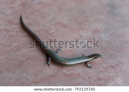 Short-limbed Supple Skink lizard on the red background. Long body with short legs reptile. Picture was captured in Sri Lanka island, December 2017.