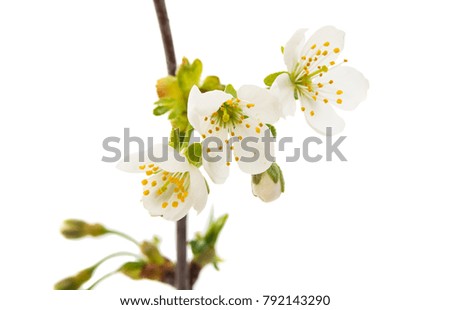 branch with cherry flowers on a white background