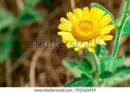 Close up image of yellow wild fower call "Creeping daisy"
copy space