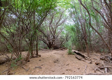 Dust tracks and lush vegetation in the Ribeira do Rabil wetland to the east of the Deserto de Viana in Boa Vista, Cape Verde	