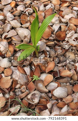 Abstract view of tropical coconuts pattern. Brown half old nuts placed on the ground. Picture taken in ivory coast Africa. Design with numerous big nuts of any forms and with fibrous texture. 