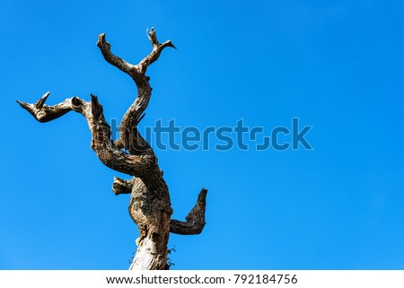 Dry dead tree trunk against blue sky