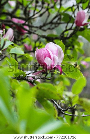 Magnolia Flowers booming in a garden.
