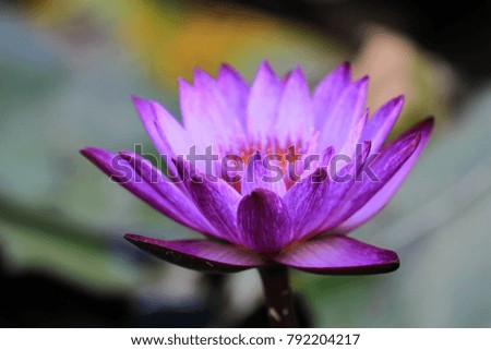 Beautiful purple waterlily or lotus flower colorful.