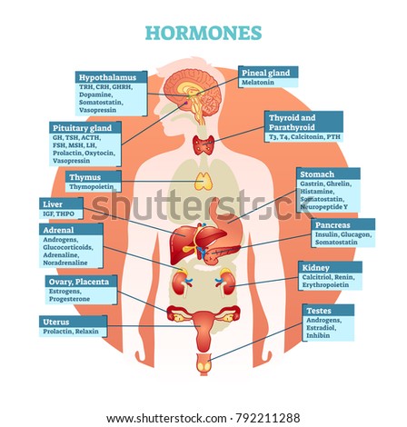 Human body hormones vector illustration diagram, human organ collection. Educational medical information. 
 Royalty-Free Stock Photo #792211288