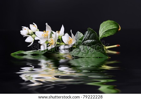 Beautiful Fresh Jasmine Flower and Reflection over Water