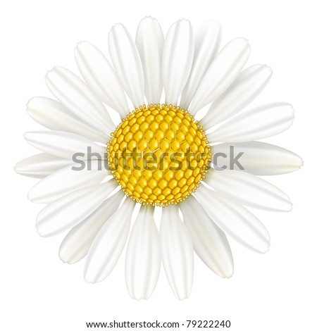 Flower chamomile, medicinal plant. Isolated on white background.