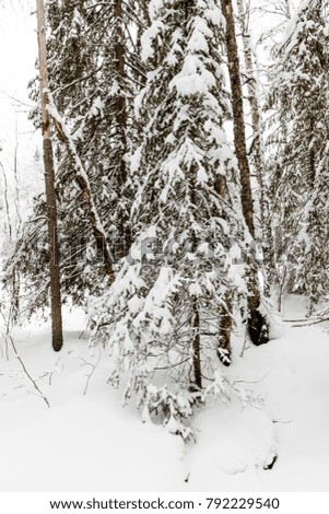 snow-covered forest near Raudanjoki, a river in Rovaniemi, Finland.