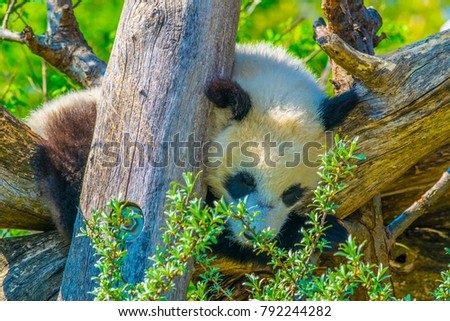 giant panda sleeping on a tree in the schonbrunn tiergarten
