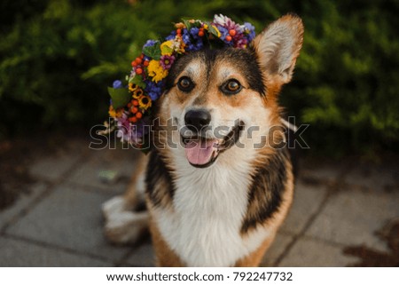 dog corgi in a flower wreath